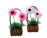 500 baht